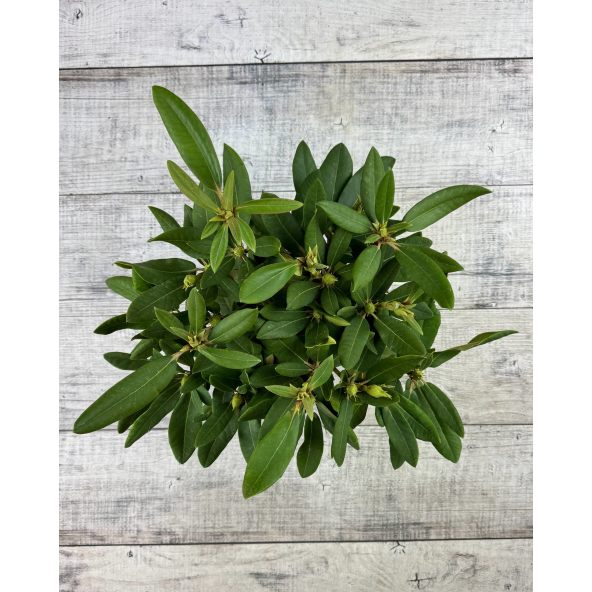 'Dotella' - różanecznik jakuszimański
Rhododendron yakushimanum 'Dotella'