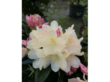 'Golden Torch' - różanecznik jakuszimański 
Rhododendron yakushimanum 'Golden Torch'