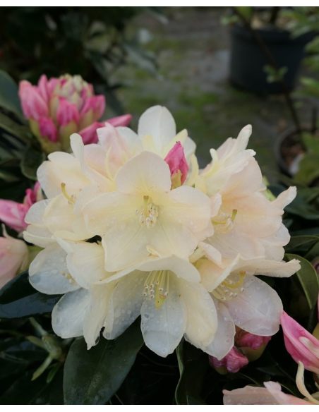 'Golden Torch' - różanecznik jakuszimański 
Rhododendron yakushimanum 'Golden Torch'