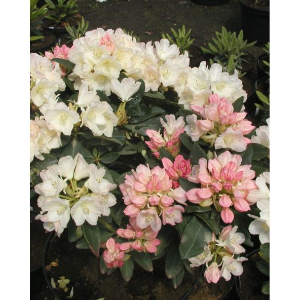 'Golden Torch' - różanecznik jakuszimański 
Rhododendron yakushimanum 'Golden Torch'