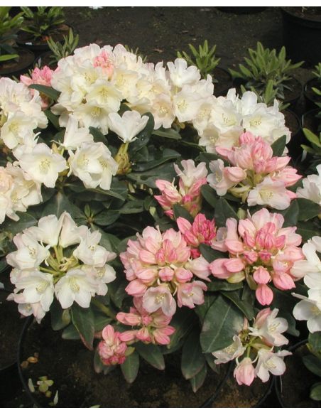 'Golden Torch' - różanecznik jakuszimański 
Rhododendron yakushimanum 'Golden Torch'