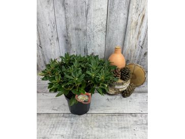 'Golden Torch' - różanecznik jakuszimański 
Rhododendron yakushimanum 'Golden Torch' 2