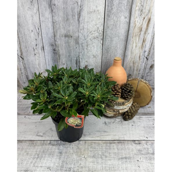 'Golden Torch' - różanecznik jakuszimański 
Rhododendron yakushimanum 'Golden Torch'