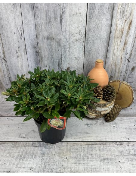 'Golden Torch' - różanecznik jakuszimański 
Rhododendron yakushimanum 'Golden Torch'