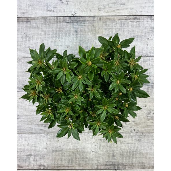 'Golden Torch' - różanecznik jakuszimański 
Rhododendron yakushimanum 'Golden Torch'