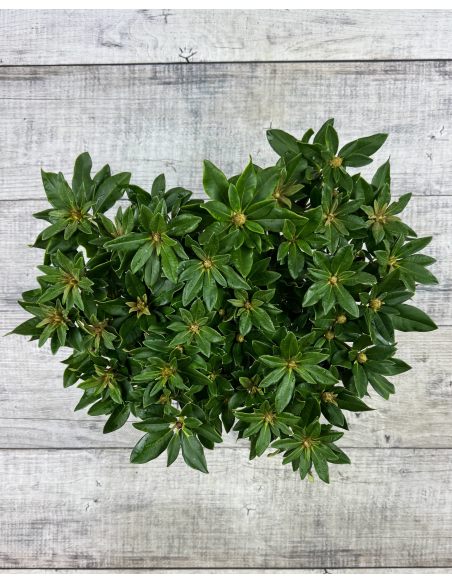 'Golden Torch' - różanecznik jakuszimański 
Rhododendron yakushimanum 'Golden Torch'