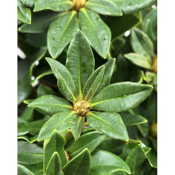 'Golden Torch' - różanecznik jakuszimański 
Rhododendron yakushimanum 'Golden Torch'