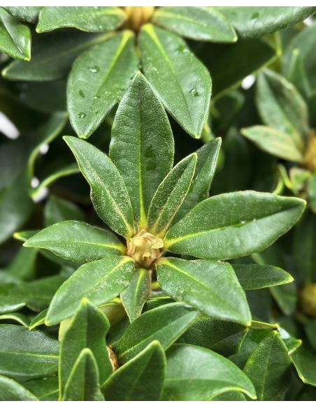 'Golden Torch' - różanecznik jakuszimański 
Rhododendron yakushimanum 'Golden Torch'