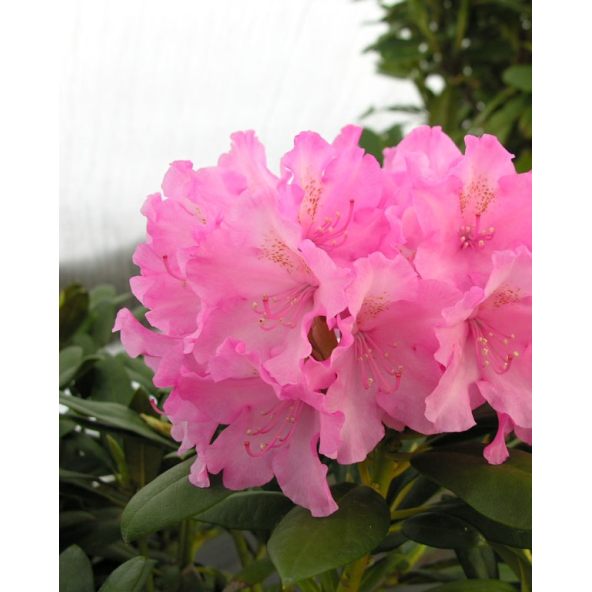 'Kalinka' - różanecznik jakuszimański
Rhododendron yakushimanum 'Kalinka'
