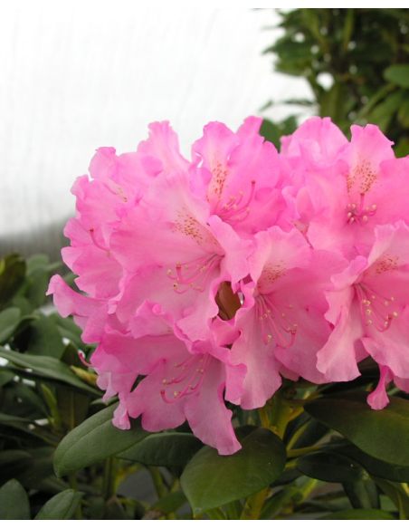 'Kalinka' - różanecznik jakuszimański
Rhododendron yakushimanum 'Kalinka'