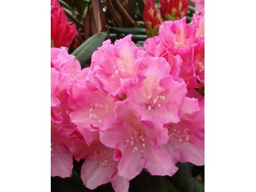 'Kalinka' - różanecznik jakuszimański
Rhododendron yakushimanum 'Kalinka'