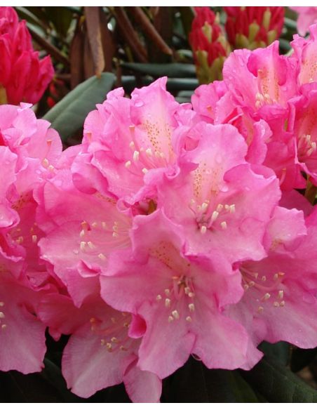 'Kalinka' - różanecznik jakuszimański
Rhododendron yakushimanum 'Kalinka'