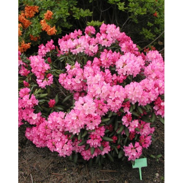 'Kalinka' - różanecznik jakuszimański
Rhododendron yakushimanum 'Kalinka'