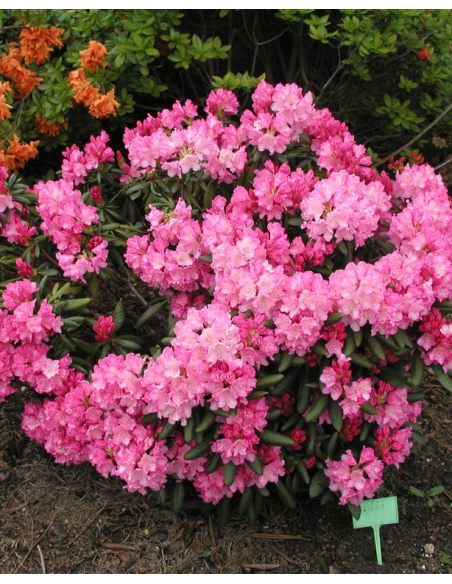 'Kalinka' - różanecznik jakuszimański
Rhododendron yakushimanum 'Kalinka'