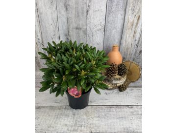 'Kalinka' - różanecznik jakuszimański
Rhododendron yakushimanum 'Kalinka' 2