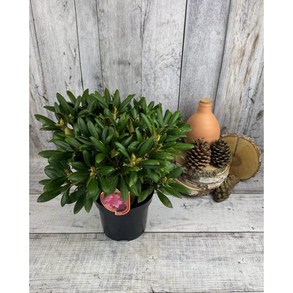 'Kalinka' - różanecznik jakuszimański
Rhododendron yakushimanum 'Kalinka'