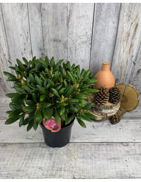 'Kalinka' - różanecznik jakuszimański
Rhododendron yakushimanum 'Kalinka'