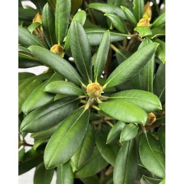 'Kalinka' - różanecznik jakuszimański
Rhododendron yakushimanum 'Kalinka'