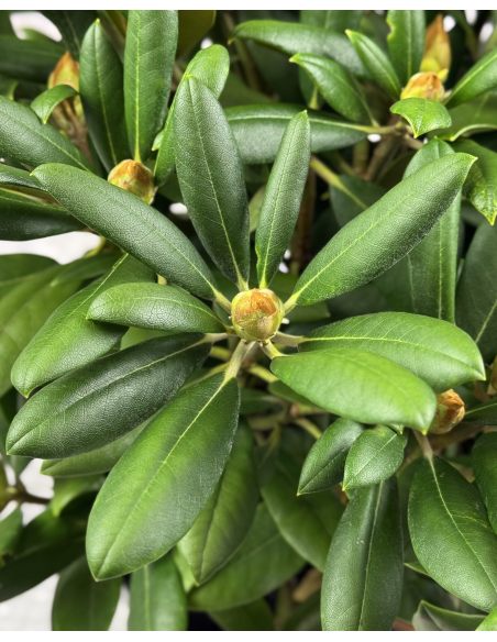 'Kalinka' - różanecznik jakuszimański
Rhododendron yakushimanum 'Kalinka'