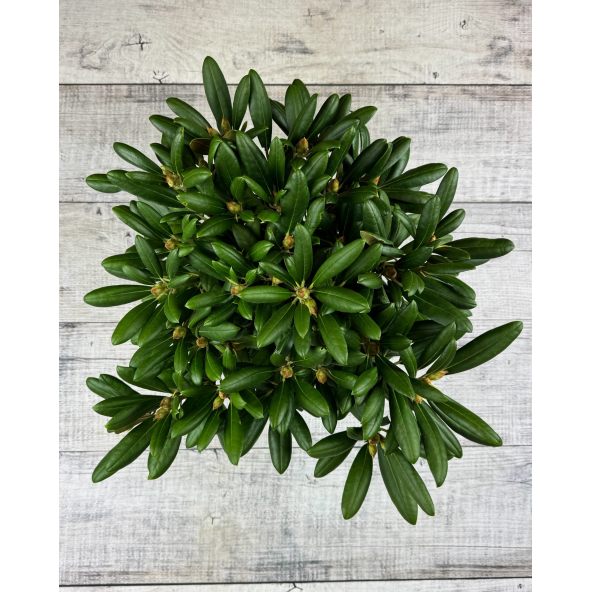 'Kalinka' - różanecznik jakuszimański
Rhododendron yakushimanum 'Kalinka'