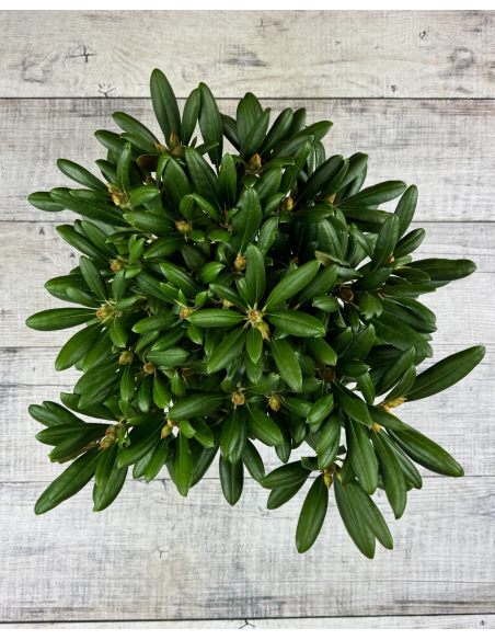 'Kalinka' - różanecznik jakuszimański
Rhododendron yakushimanum 'Kalinka'