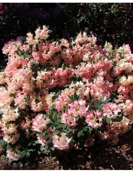 'Percy Wiseman' - różanecznik jakuszimański
Rhododendron yakushimanum 'Percy Wiseman'