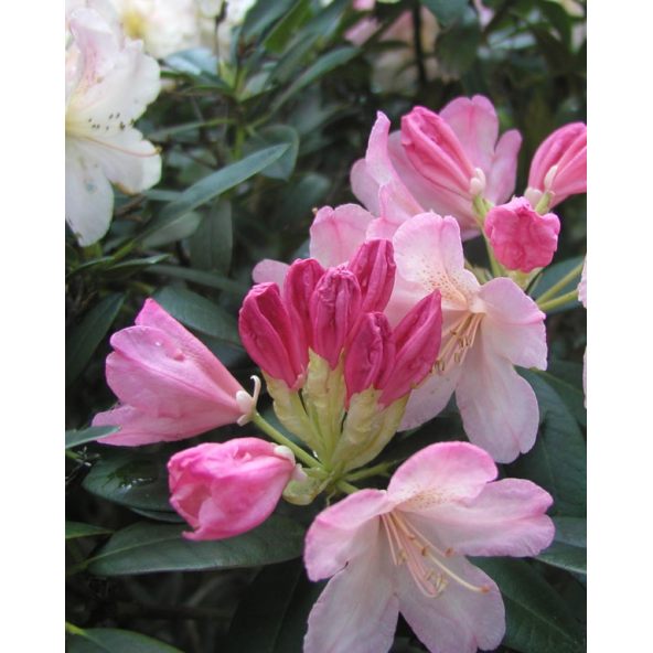 'Percy Wiseman' - różanecznik jakuszimański
Rhododendron yakushimanum 'Percy Wiseman'