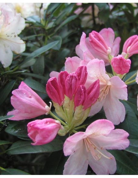 'Percy Wiseman' - różanecznik jakuszimański
Rhododendron yakushimanum 'Percy Wiseman'