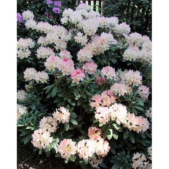 'Percy Wiseman' - różanecznik jakuszimański
Rhododendron yakushimanum 'Percy Wiseman'