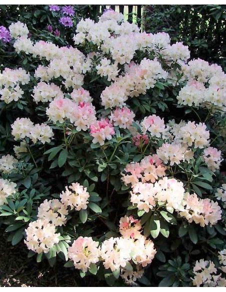 'Percy Wiseman' - różanecznik jakuszimański
Rhododendron yakushimanum 'Percy Wiseman'