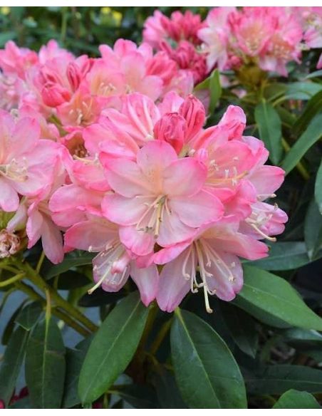 'Percy Wiseman' - różanecznik jakuszimański
Rhododendron yakushimanum 'Percy Wiseman'