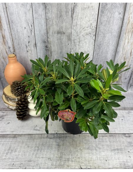 'Percy Wiseman' - różanecznik jakuszimański
Rhododendron yakushimanum 'Percy Wiseman'