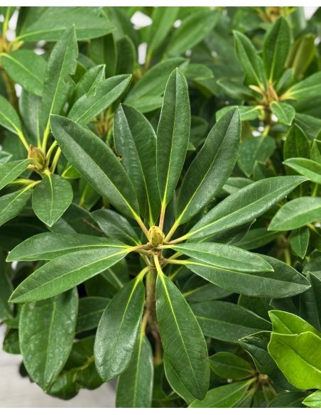 'Percy Wiseman' - różanecznik jakuszimański
Rhododendron yakushimanum 'Percy Wiseman'