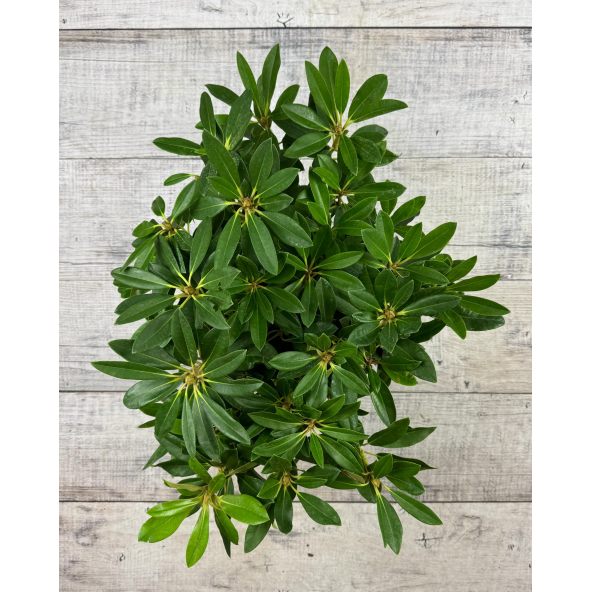 'Percy Wiseman' - różanecznik jakuszimański
Rhododendron yakushimanum 'Percy Wiseman'