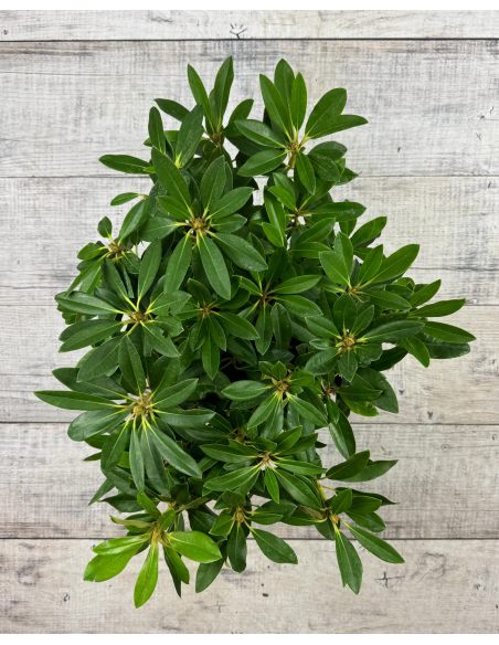 'Percy Wiseman' - różanecznik jakuszimański
Rhododendron yakushimanum 'Percy Wiseman'