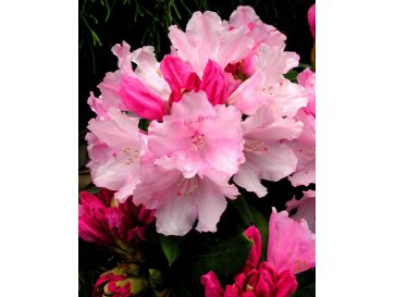 'Schneewittchen' - różanecznik jakuszimański
Rhododendron yakushimanum 'Schneewittchen'