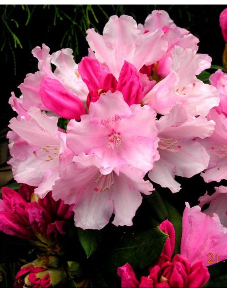 'Schneewittchen' - różanecznik jakuszimański
Rhododendron yakushimanum 'Schneewittchen'