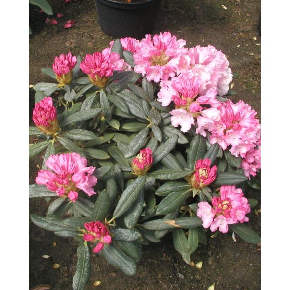 'Schneewittchen' - różanecznik jakuszimański
Rhododendron yakushimanum 'Schneewittchen'