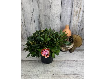 'Schneewittchen' - różanecznik jakuszimański
Rhododendron yakushimanum 'Schneewittchen' 2