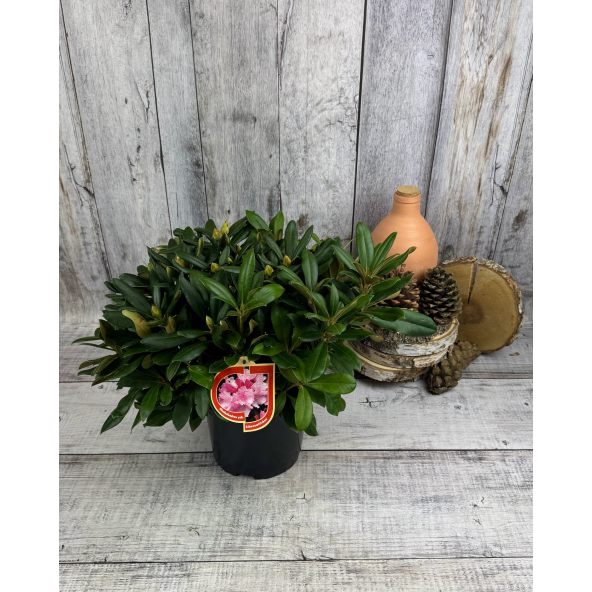 'Schneewittchen' - różanecznik jakuszimański
Rhododendron yakushimanum 'Schneewittchen'