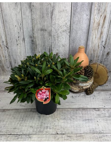 'Schneewittchen' - różanecznik jakuszimański
Rhododendron yakushimanum 'Schneewittchen'