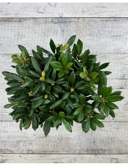 'Schneewittchen' - różanecznik jakuszimański
Rhododendron yakushimanum 'Schneewittchen'