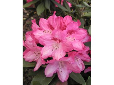 'Sneezy' - różanecznik jakuszimański
Rhododendron yakushimanum 'Sneezy'