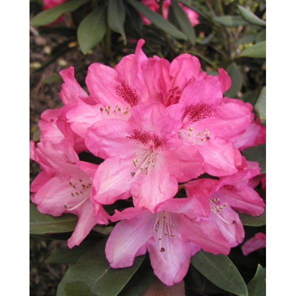 'Sneezy' - różanecznik jakuszimański
Rhododendron yakushimanum 'Sneezy'