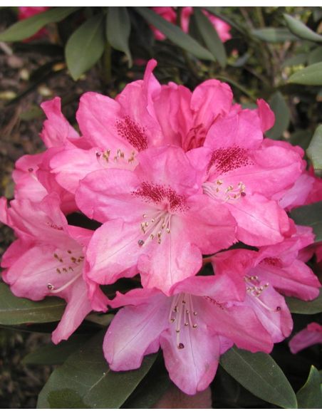 'Sneezy' - różanecznik jakuszimański
Rhododendron yakushimanum 'Sneezy'
