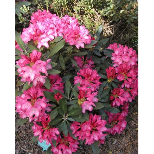 'Sneezy' - różanecznik jakuszimański
Rhododendron yakushimanum 'Sneezy'