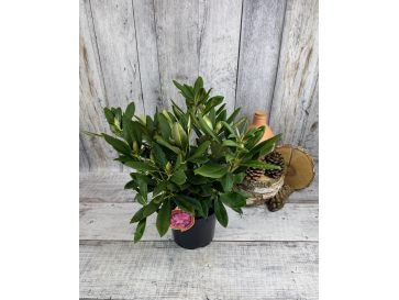 'Sneezy' - różanecznik jakuszimański
Rhododendron yakushimanum 'Sneezy' 2