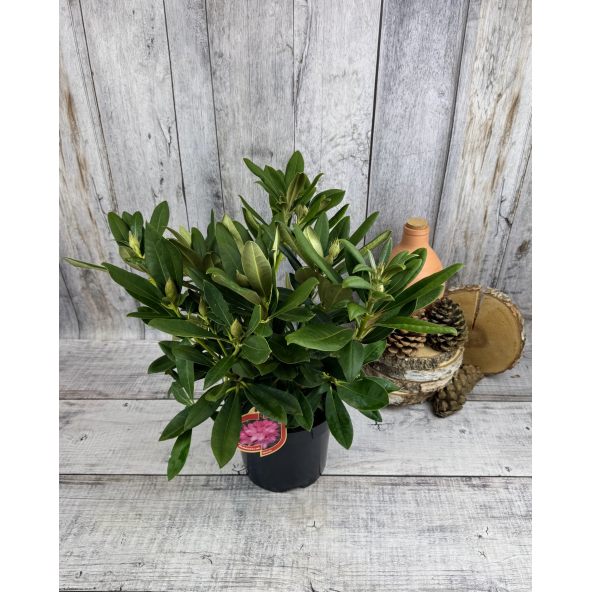 'Sneezy' - różanecznik jakuszimański
Rhododendron yakushimanum 'Sneezy'