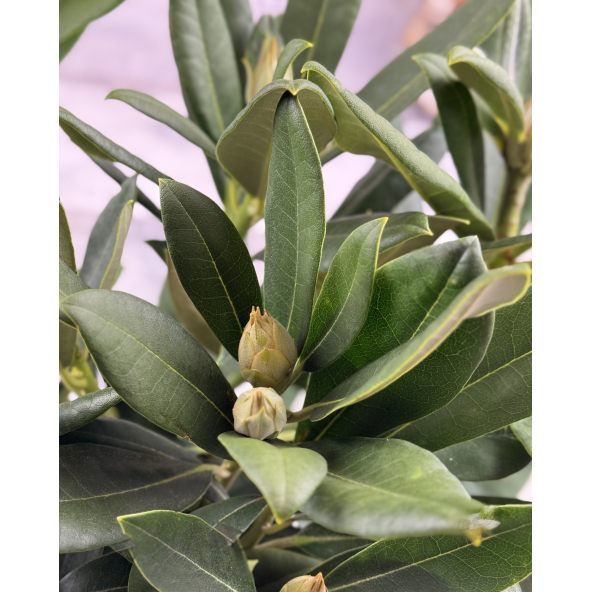 'Sneezy' - różanecznik jakuszimański
Rhododendron yakushimanum 'Sneezy'