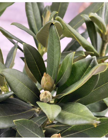 'Sneezy' - różanecznik jakuszimański
Rhododendron yakushimanum 'Sneezy'